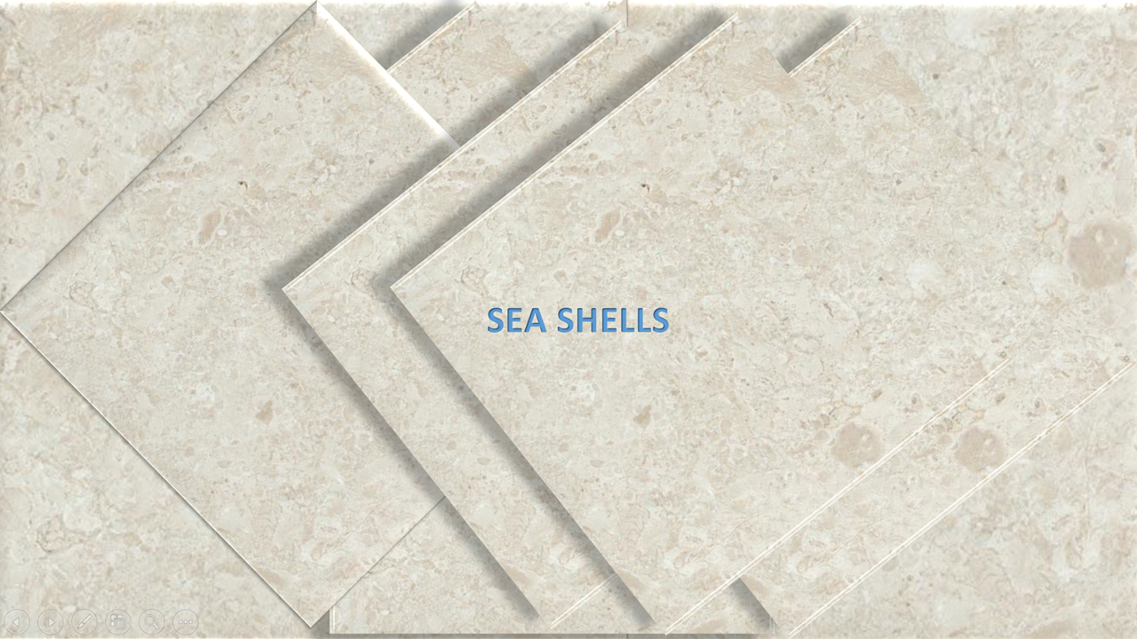 SEA SHELLS STONE